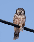 Displaying a Hawk Owl perched on a wire with Vole in its talon.